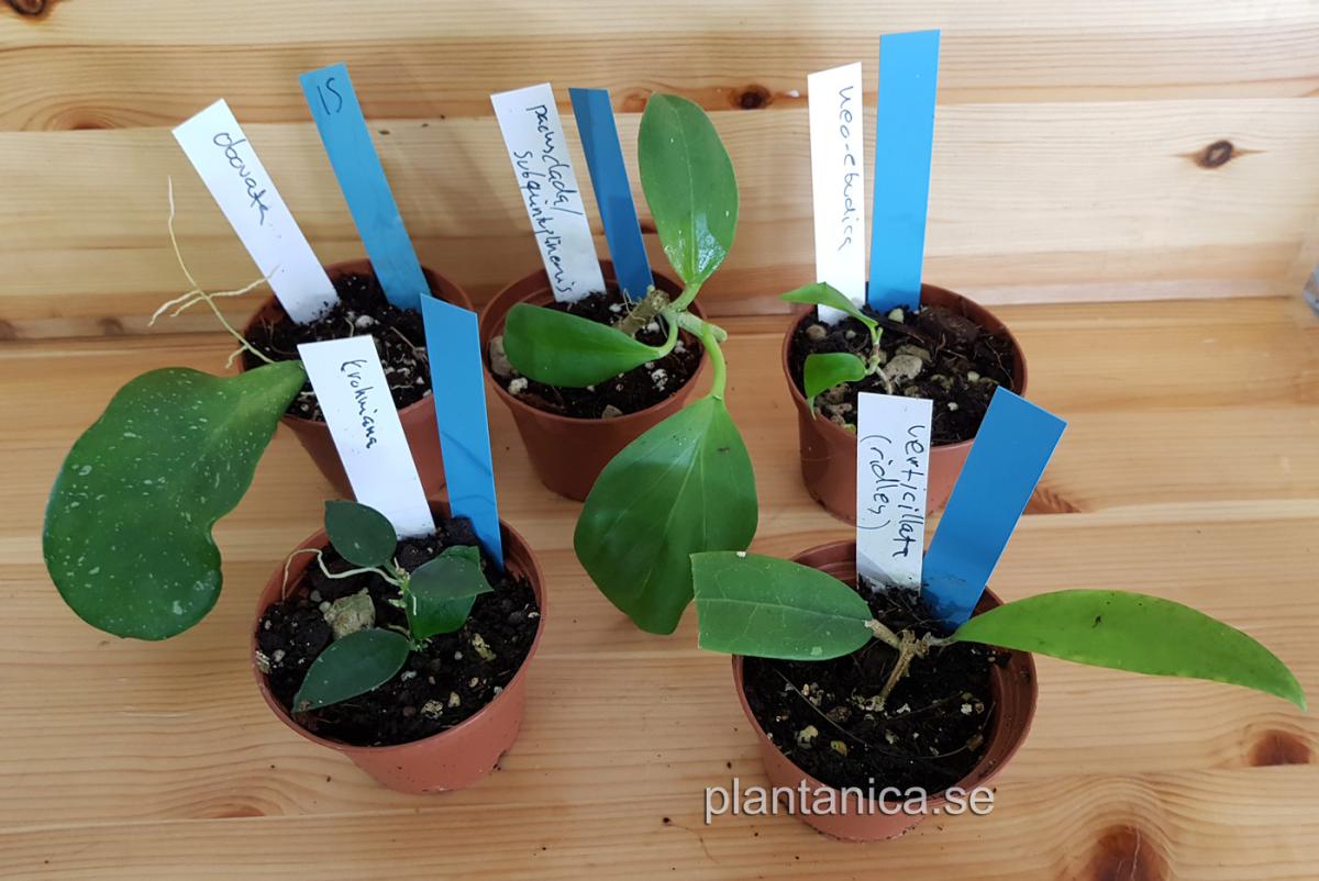 Hoya paket 5 st - P15 köp hos Plantanica webbutik