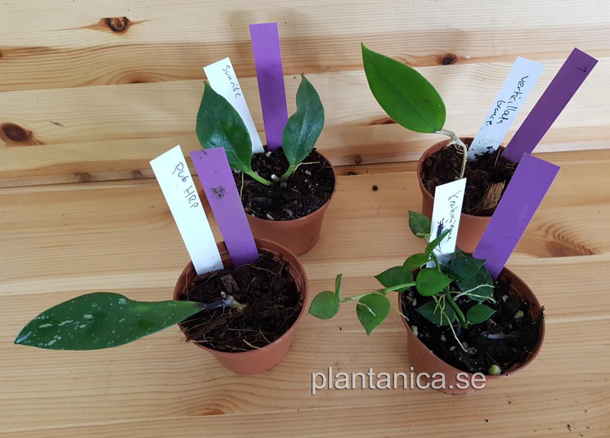 Hoya paket 4 st - P9 köp hos Plantanica webbutik