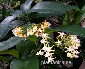 Hoya multiflora - rotad köp hos Plantanica webbutik