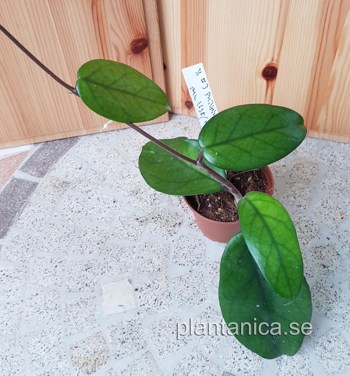 Hoya sp Philipines 3 - iml 1158 - planta 184 köp hos Plantanica webbutik