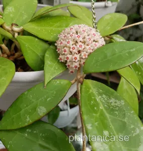 Hoya verticillata silver spot leaf red margins - rotad köp hos Plantanica webbutik