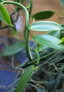 Vanilla planifolia- Vaniljorkide - rotad köp hos Plantanica webbutik