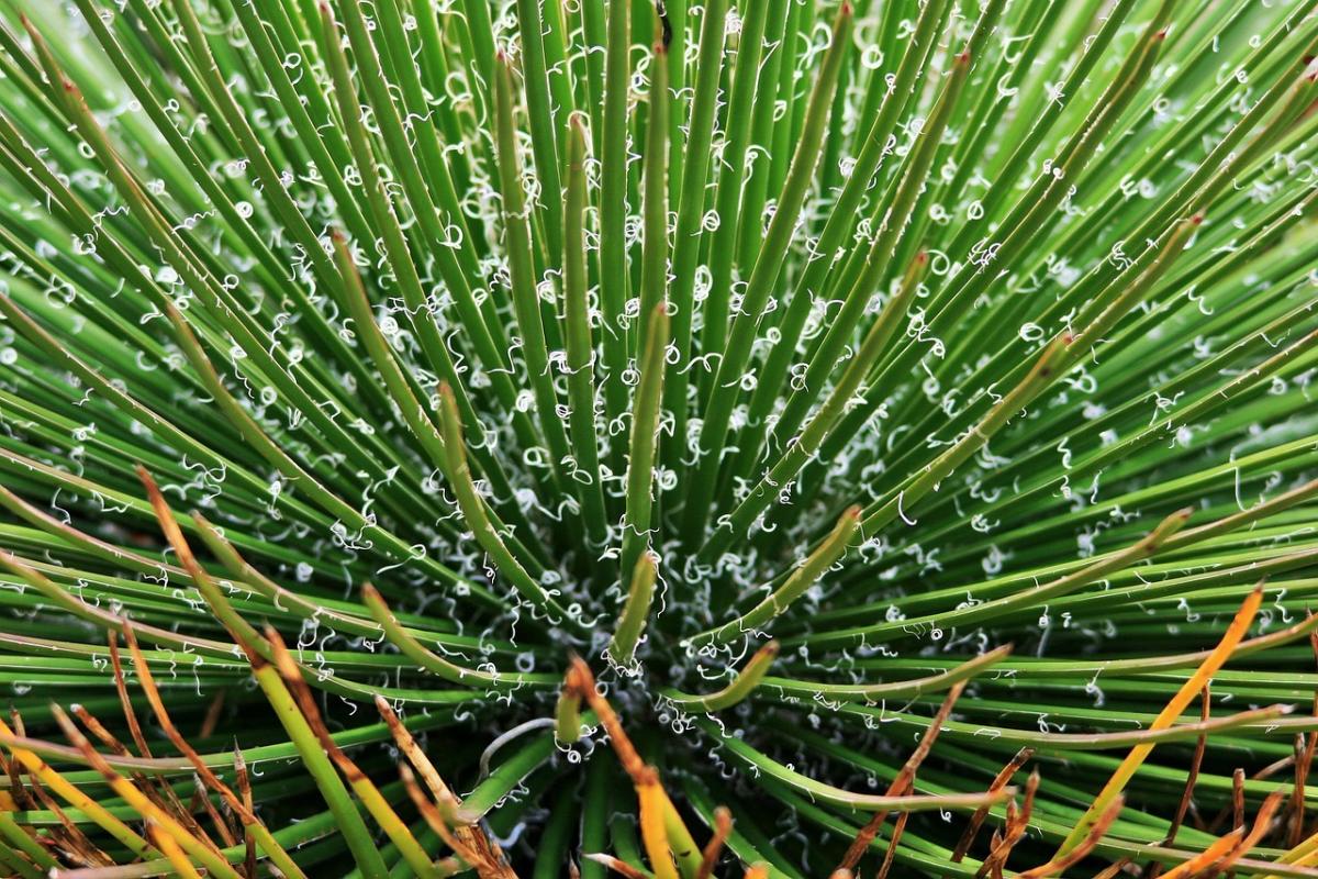 Agave gemeniflora - frö köp hos Plantanica webbutik