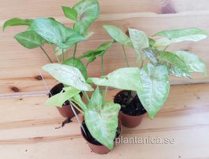 Syngonium Confettii - planta köp hos Plantanica webbutik