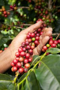 Coffea arabica - kaffe - frö köp hos Plantanica webbutik