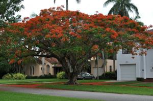 Delonix regia - Flamboyant - Flamträd frö köp hos Plantanica webbutik