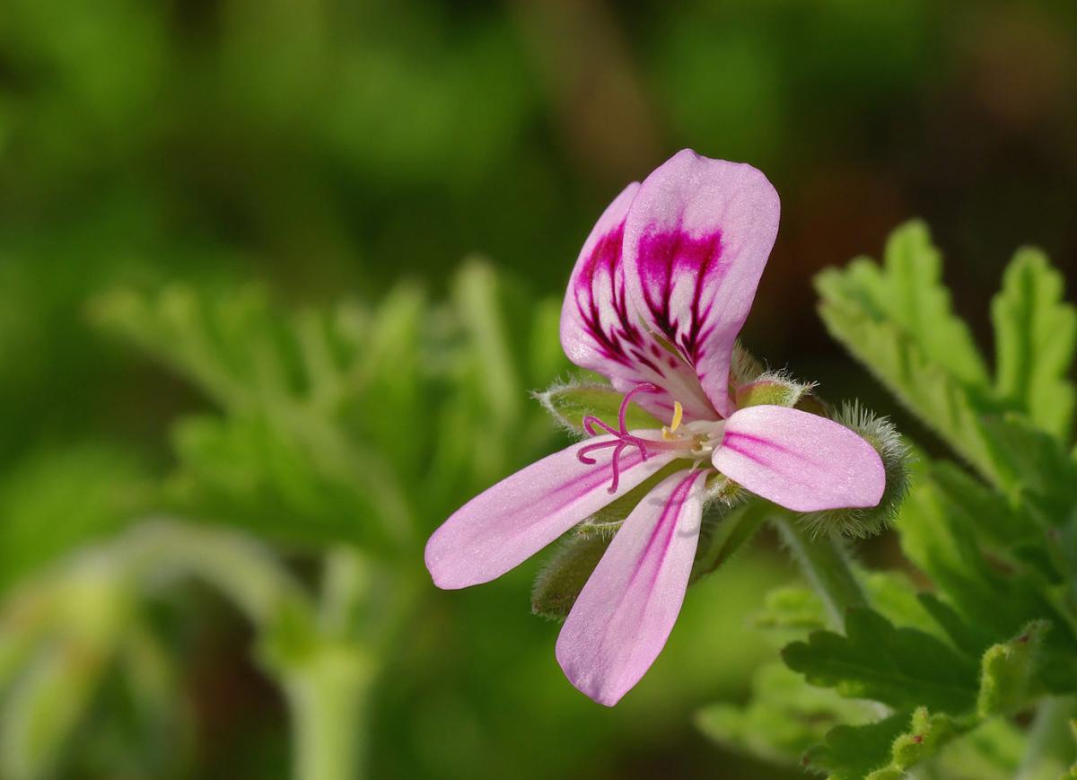 Pelargonium capitatum - Bollpelargon - frö köp hos Plantanica webbutik