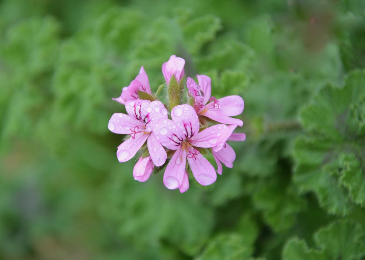 Pelargonium capitatum - Bollpelargon - frö köp hos Plantanica webbutik