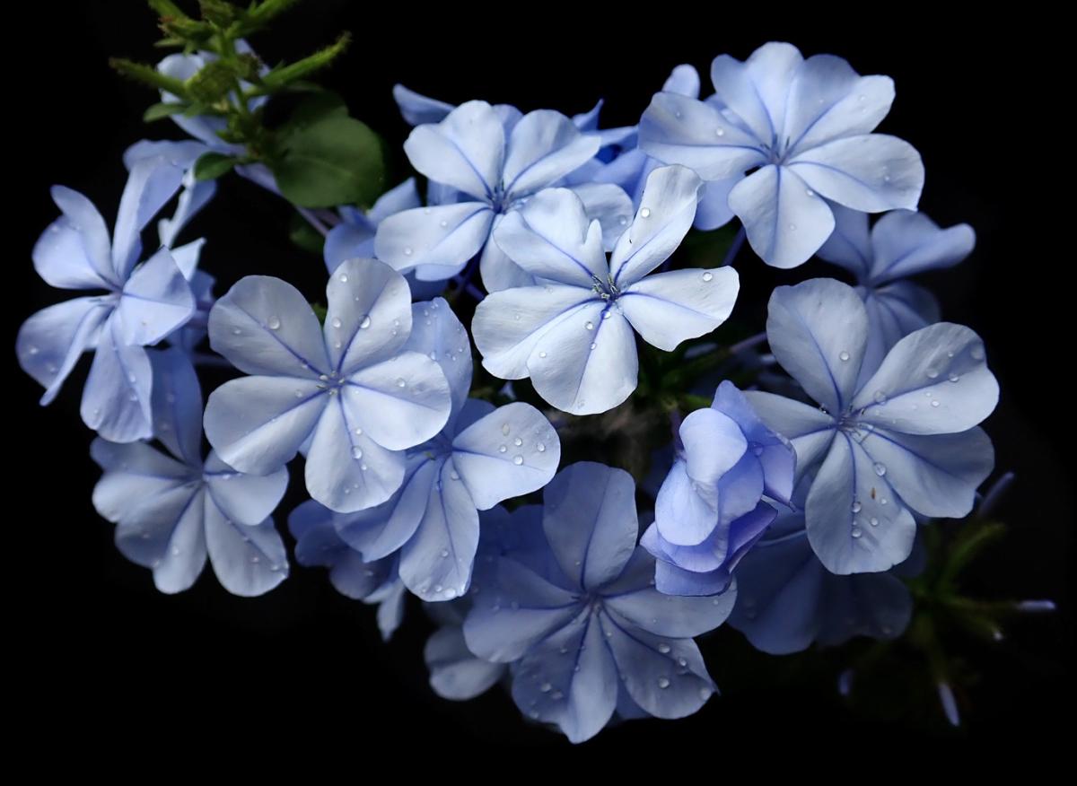 Plumbago auriculata - Blyblomma - frö köp hos Plantanica webbutik