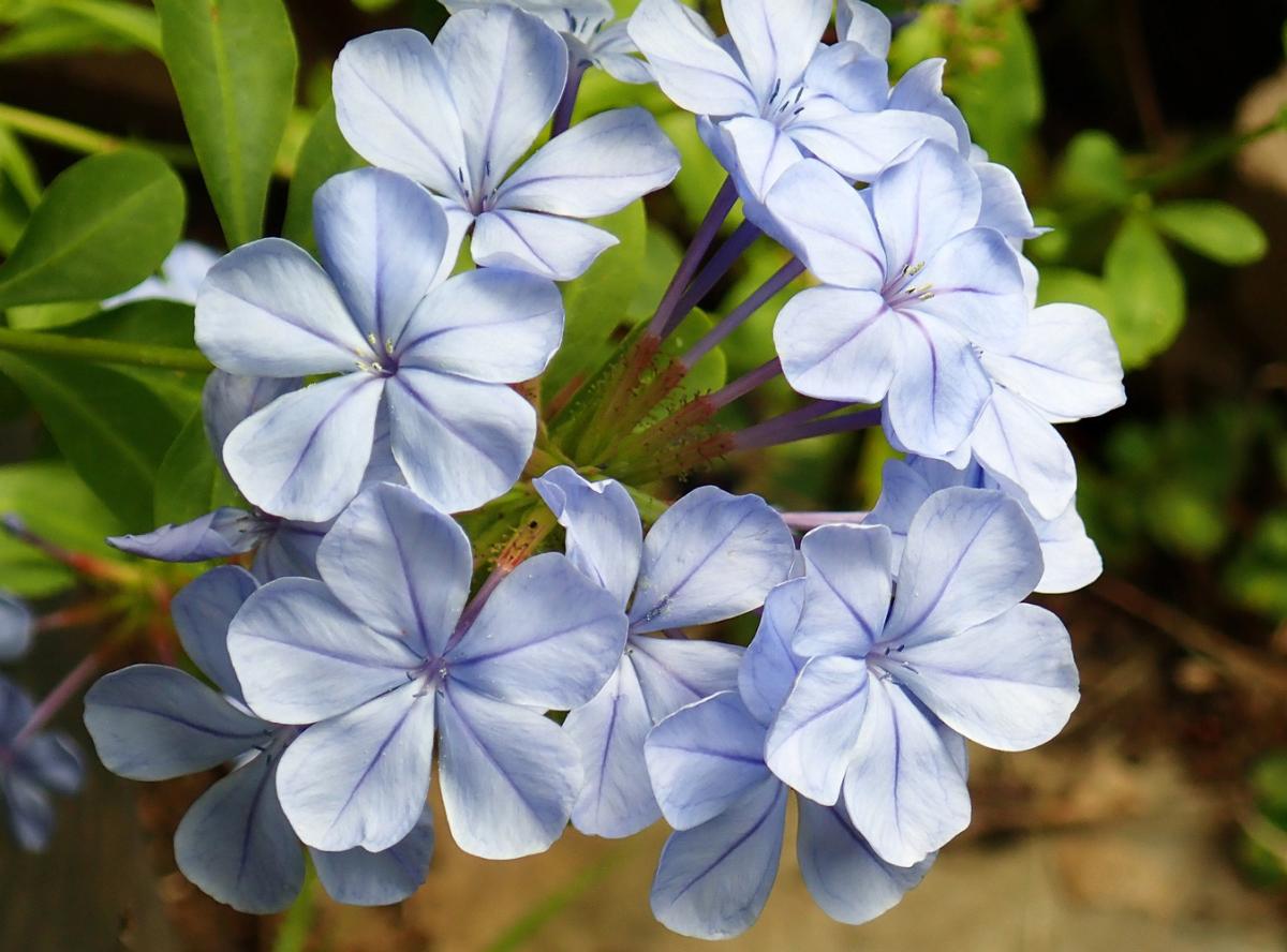 Plumbago auriculata - Blyblomma - frö köp hos Plantanica webbutik