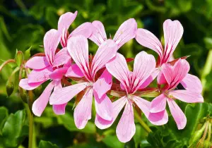 Pelargonium capitatum - Bollpelargon - frö köp hos Plantanica webbutik