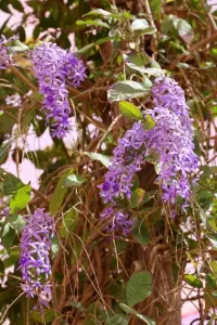 Petrea volubilis - frö köp hos Plantanica webbutik