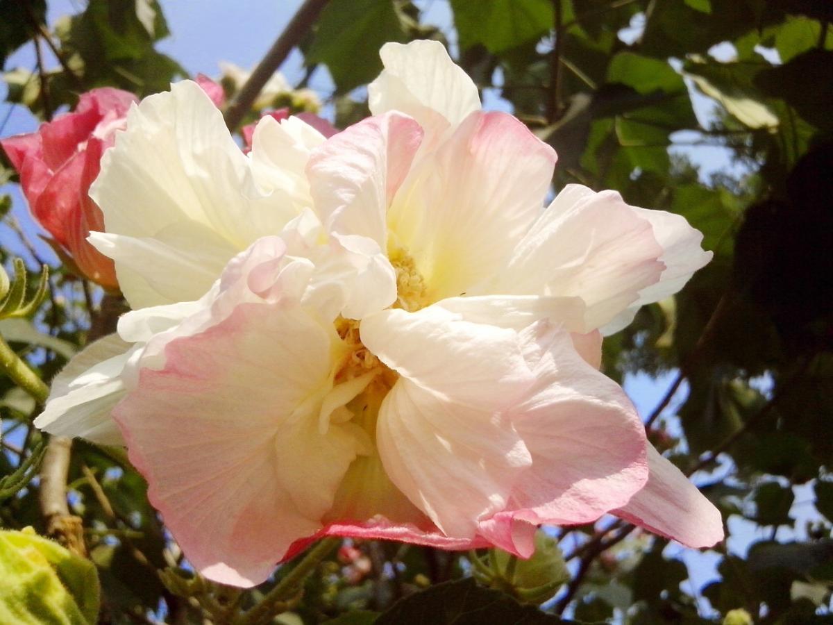 Hibiscus mutabilis - bomullsros - bomullshibiscus - frö köp hos Plantanica webbutik