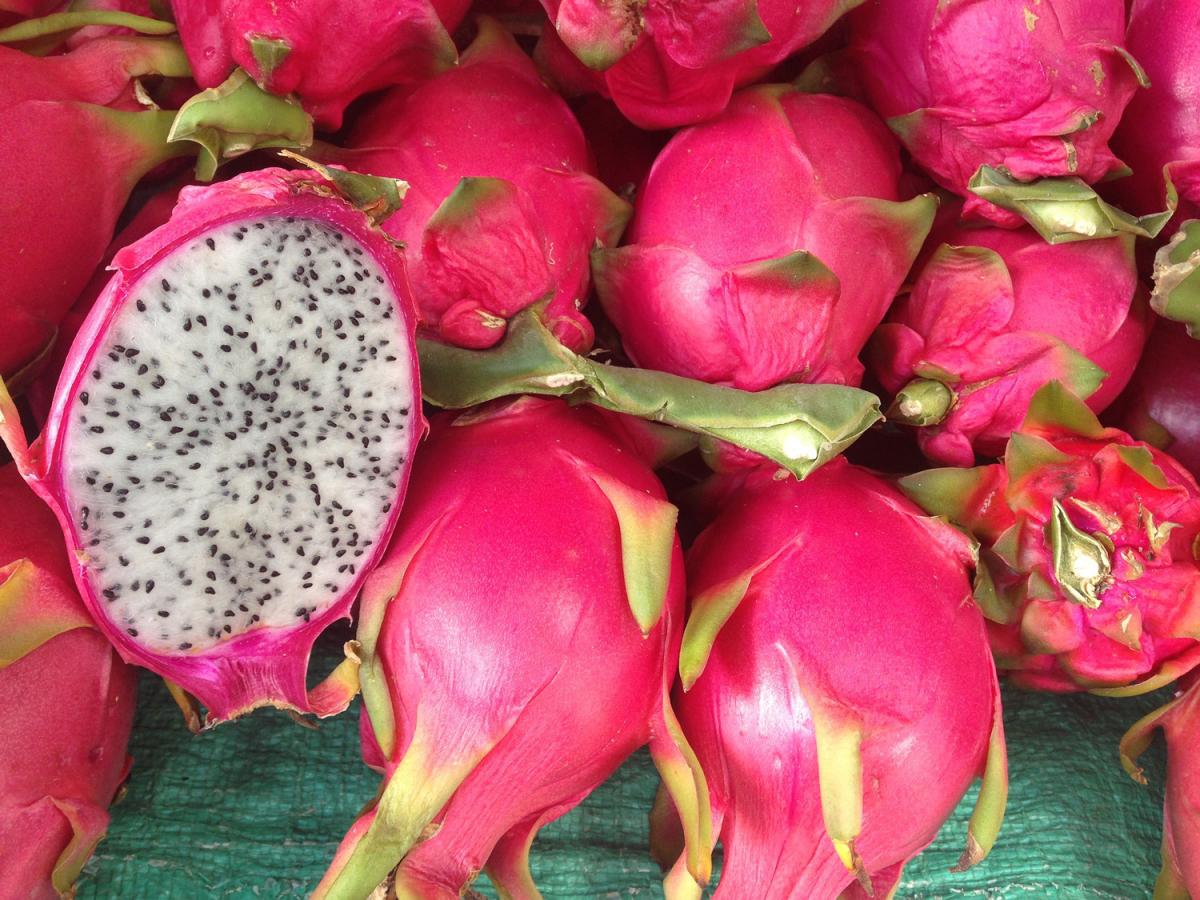 Hylocereus undatus - vit drakfrukt - pitaya - frö köp hos Plantanica webbutik