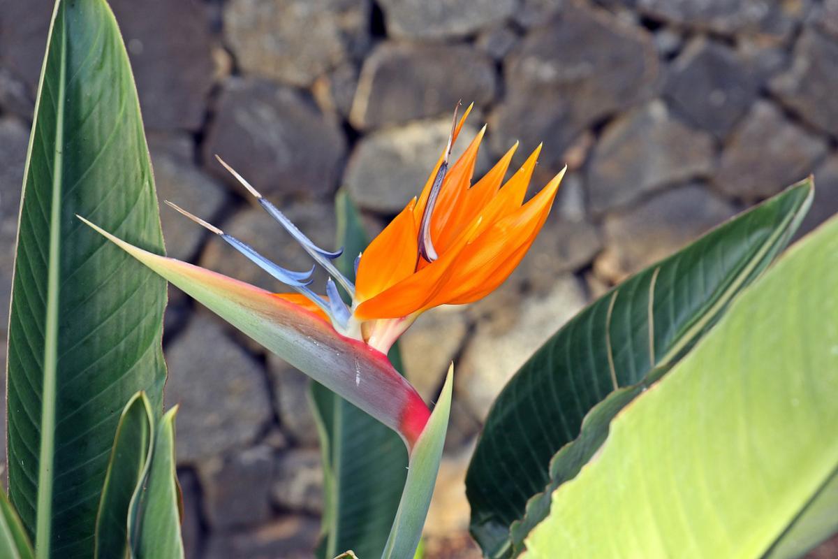 Strelitzia reginae - Papegojblomma - frö köp hos Plantanica webbutik