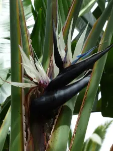 Strelitzia nicolai - Vit paradisblomma - frö köp hos Plantanica webbutik