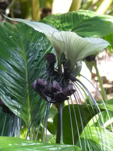 Tacca integrifolia - frö köp hos Plantanica webbutik