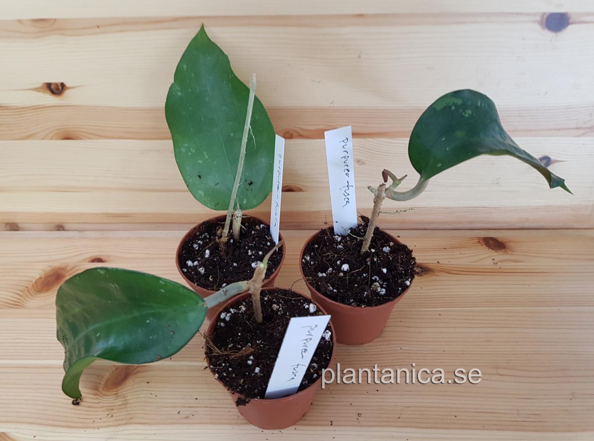 Hoya purpureo-fusca IML 728 rotad köp hos Plantanica webbutik