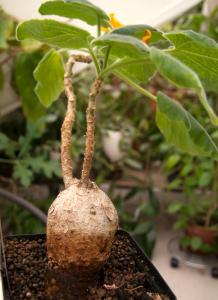Uncarina roeoesliana - frö köp hos Plantanica webbutik