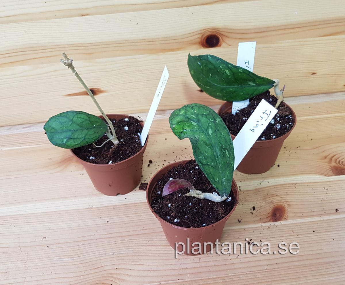 Hoya Irina - finlaysonii X deykeae - rotad köp hos Plantanica webbutik