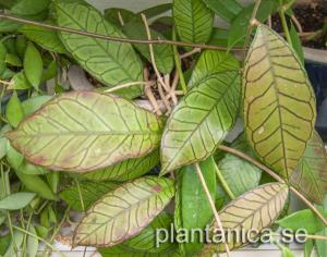 Hoya sp Borneo Gunung Gading rotad köp hos Plantanica webbutik