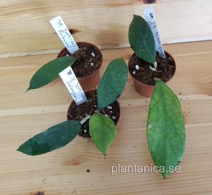 Hoya finlaysonii SR 2009-005 - rotad köp hos Plantanica webbutik