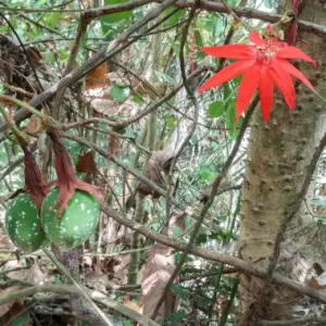 Passiflora vitifolia - Kardinalpassionsblomma -frö köp hos Plantanica webbutik