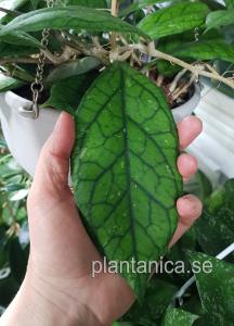 Hoya Larisa - finlaysonii X vitellinoides - rotad köp hos Plantanica webbutik