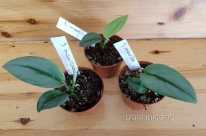Scindapsus Moonlight - liten planta köp hos Plantanica webbutik