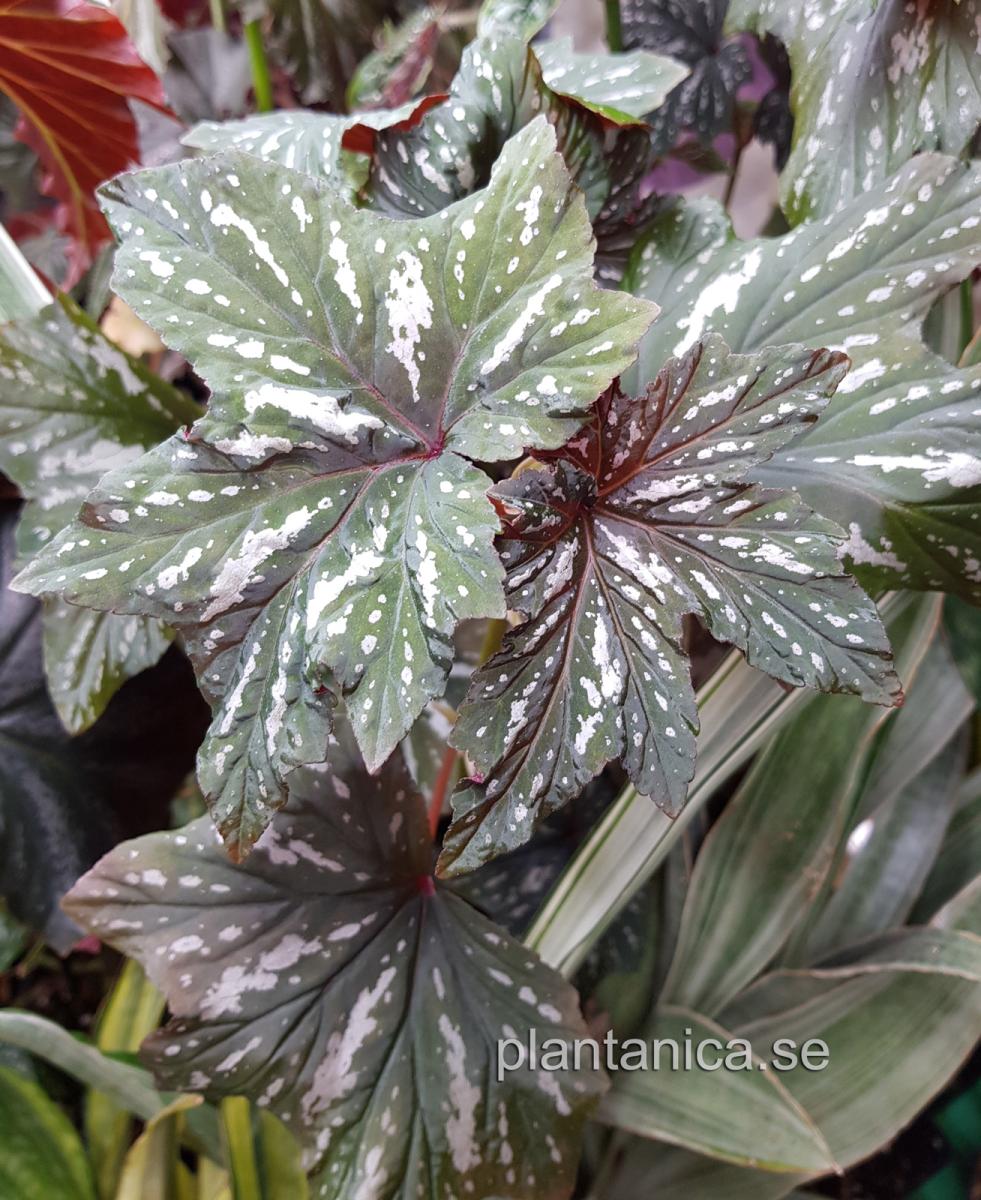 Begonia aconitifolia - Lönnbegonia - planta köp hos Plantanica webbutik