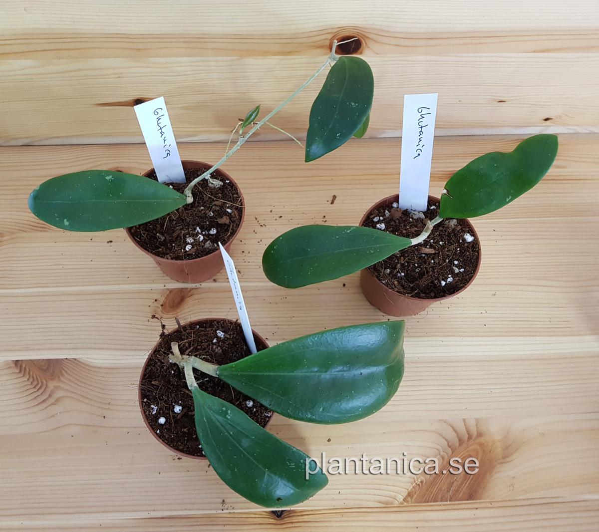 Hoya bhutanica rotad köp hos Plantanica webbutik