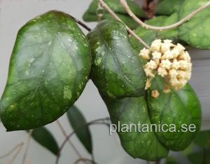 Hoya Irina - orotad stor stickling köp hos Plantanica webbutik