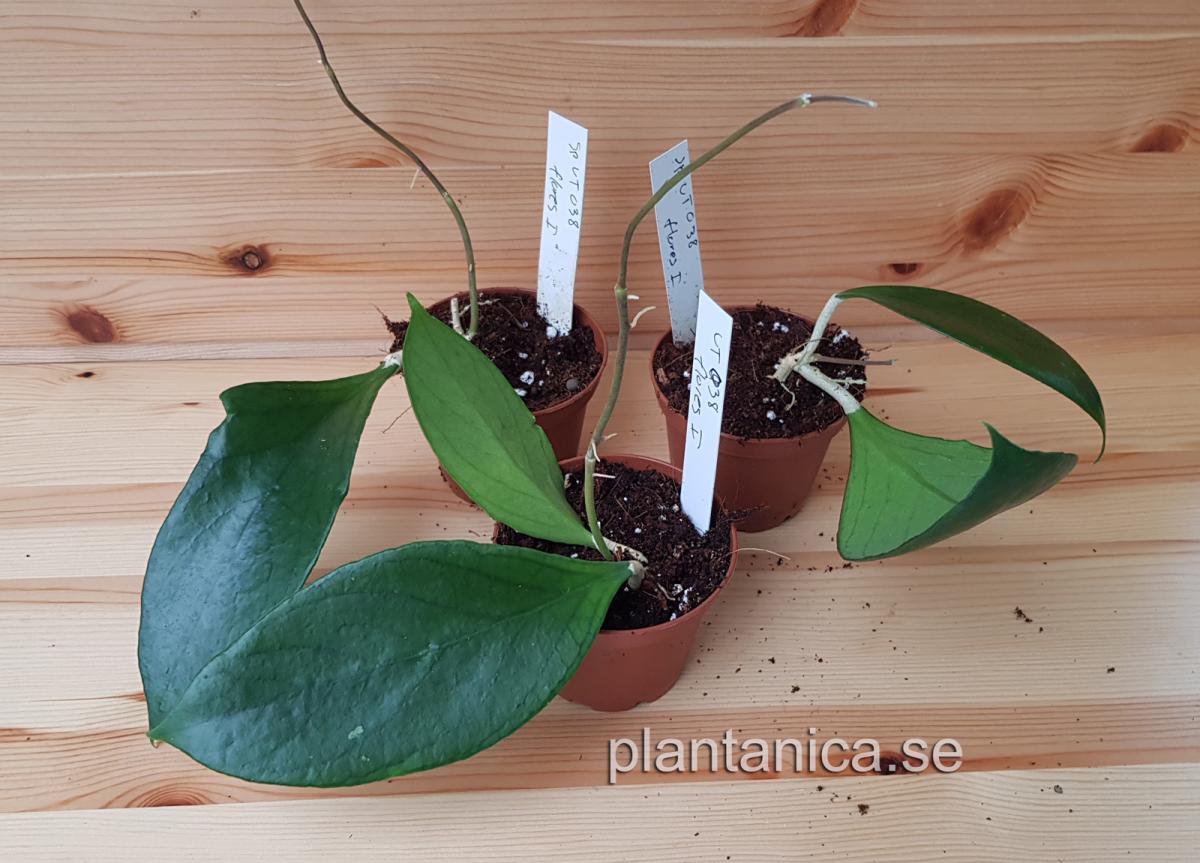 Hoya Sp Flores Island UT 038 - rotad köp hos Plantanica webbutik