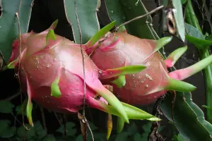Hylocereus undatus - vit drakfrukt - pitaya - frö köp hos Plantanica webbutik