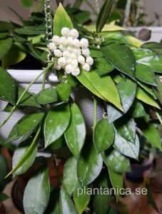 Hoya lacunosa rotad köp hos Plantanica webbutik