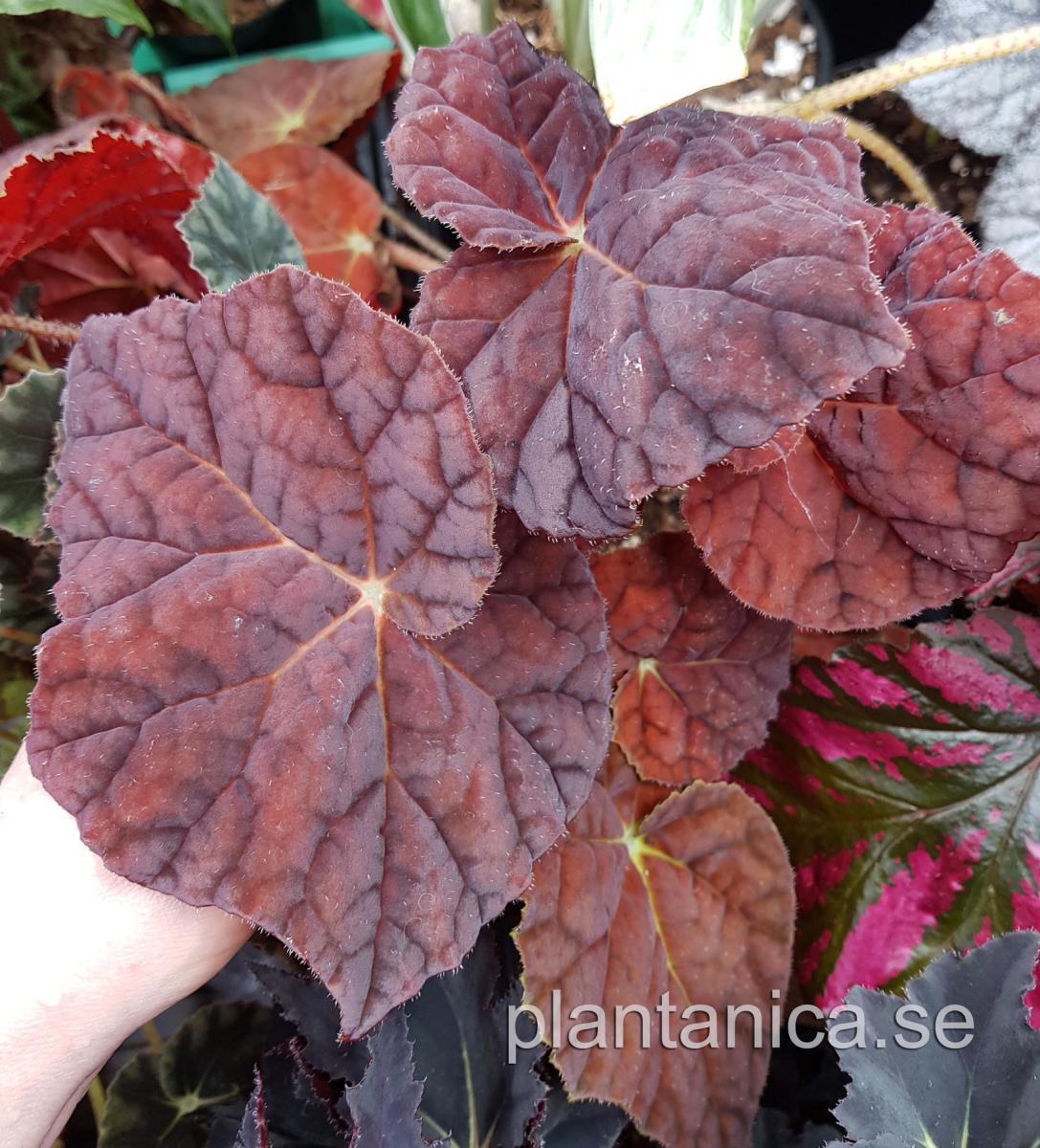 Begonia autum ember - planta köp hos Plantanica webbutik