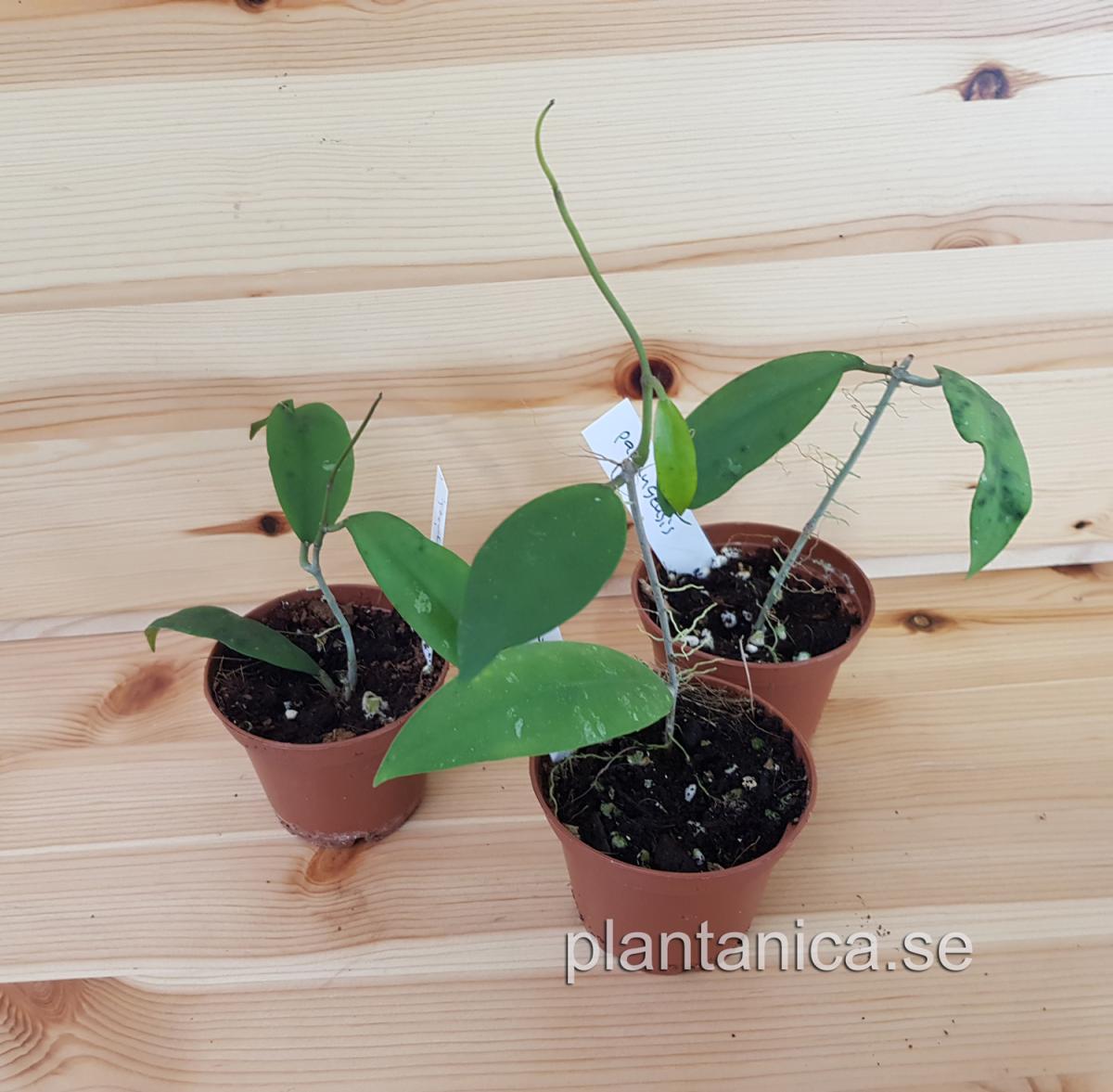 Hoya padangensis - uncinata- rotad köp hos Plantanica webbutik