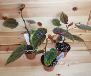 Begonia incarnata Metallica - planta köp hos Plantanica webbutik