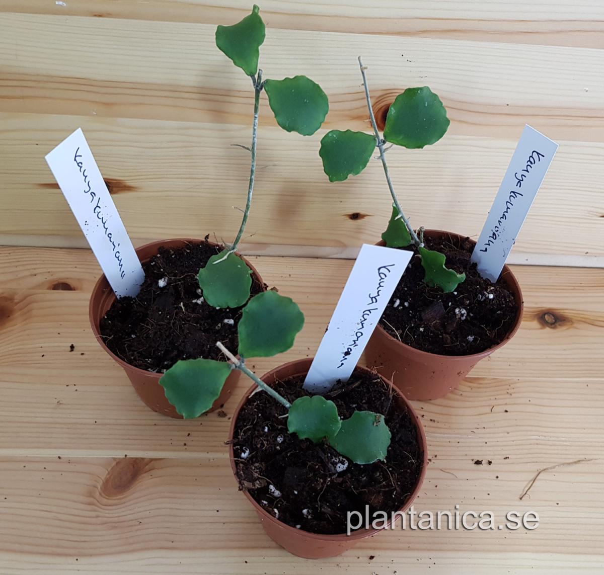 Hoya kanyakumariana - rotad köp hos Plantanica webbutik