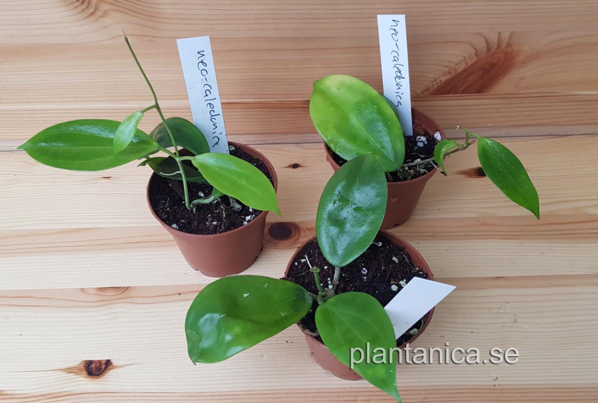 Hoya neo-caledonica rotad köp hos Plantanica webbutik