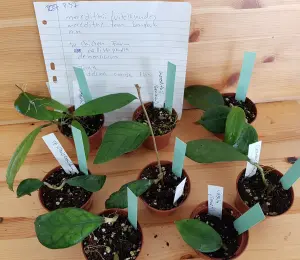 Hoya paket 8 st vackra blad -rotade - P37 köp hos Plantanica webbutik