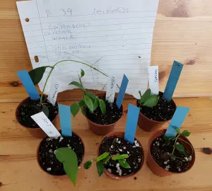 Hoya paket 6 st rotade småbladiga- P39 köp hos Plantanica webbutik