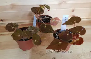Begonia nigra - planta köp hos Plantanica webbutik