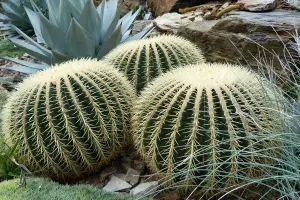 Echinocactus grusonii - svärmorskudde kaktus - frö köp hos Plantanica webbutik