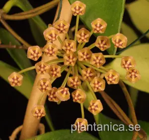 Hoya micrantha rotad köp hos Plantanica webbutik