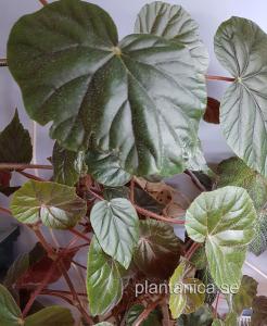 Begonia oldemor - herrgårdsbegonia - planta köp hos Plantanica webbutik