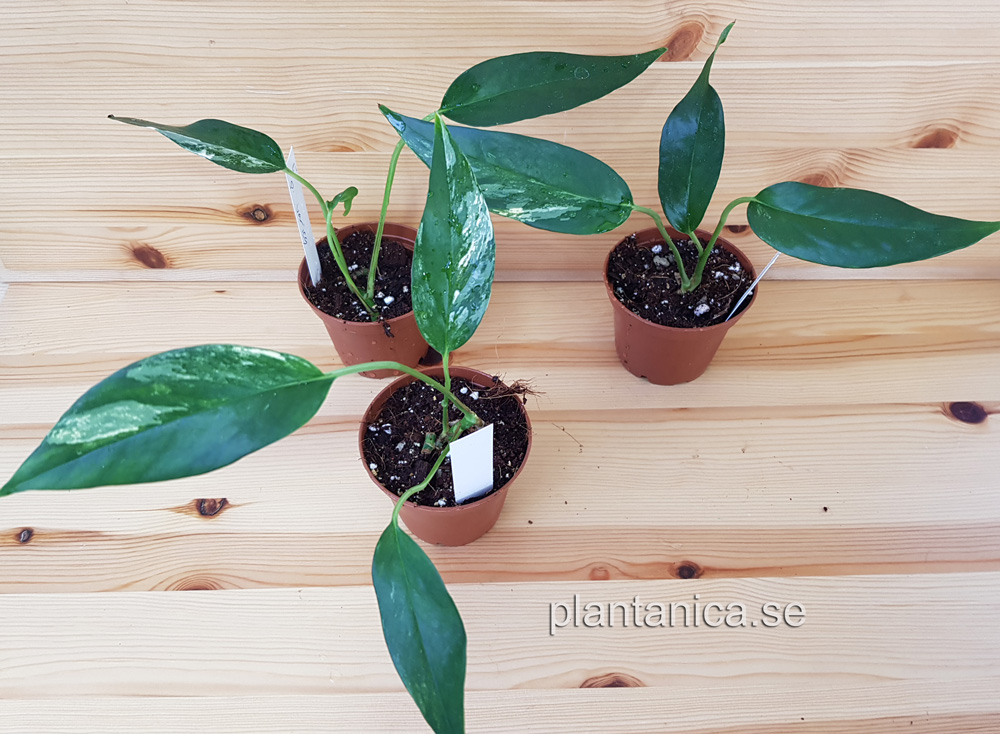 Epipremnum pinnatum variegata - liten planta kp hos Plantanica webbutik