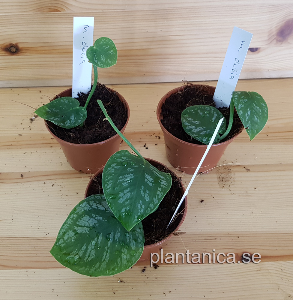 Monstera dubia - rotad planta köp hos Plantanica webbutik