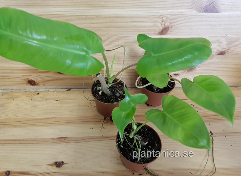 Philodendron burle max - planta köp hos Plantanica webbutik