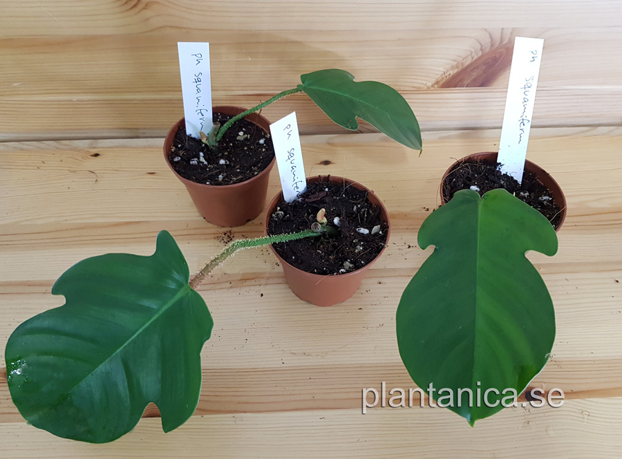 Philodendron squamiferum - mossranka - rotad köp hos Plantanica webbutik